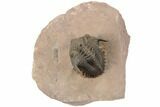 Metacanthina Trilobite - Lghaft, Morocco #189969-1